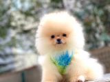 Teddybear Pomeranian Yavrularım