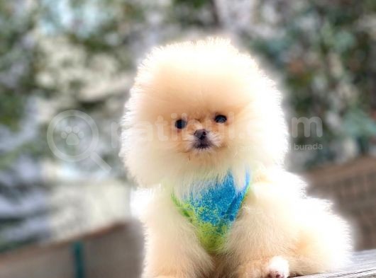 Teddybear Pomeranian Yavrularım görsel