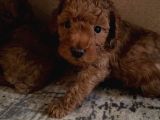 A Scr Toy Poodle Muhteşem Bebekler