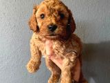 A Scr Toy Poodle Muhteşem Bebekler