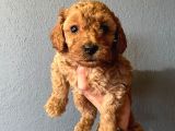 A SCR TOY POODLE MUHTEŞEM BEBEKLER