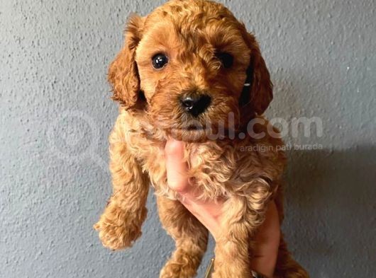 A Scr Toy Poodle Muhteşem Bebekler