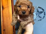 A Scr Toy Poodle Muhteşem Bebekler