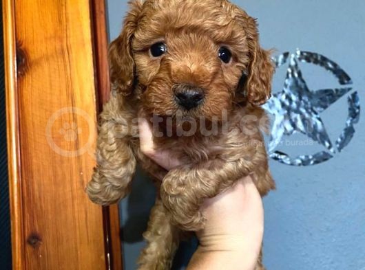 A Scr Toy Poodle Muhteşem Bebekler görsel
