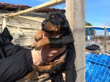 A Kalite Safkan Doberman Yavruları