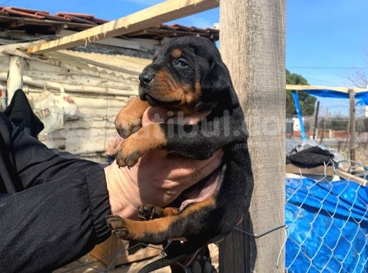 A Kalite Safkan Doberman Yavruları