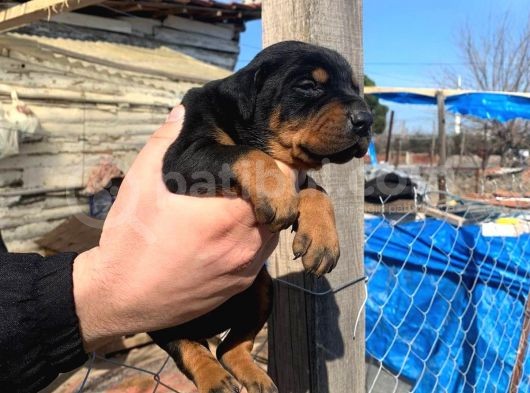 A Kalite Safkan Doberman Yavruları görsel