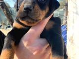 A Kalite Safkan Doberman Yavruları
