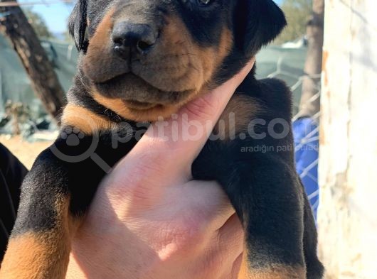 A Kalite Safkan Doberman Yavruları görsel