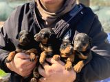 A Kalite Safkan Doberman Yavruları