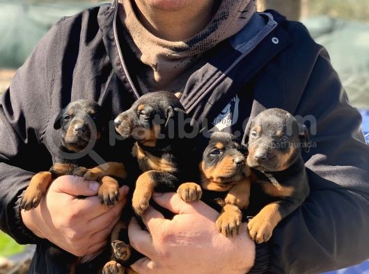 A Kalite Safkan Doberman Yavruları görsel