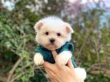 Bebek Yüzlü Maltese Yavrularım