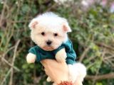 Bebek yüzlü Maltese yavrularım