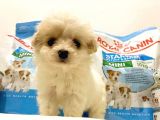Evinizin Yeni Üyesi Maltipoo Yavrum