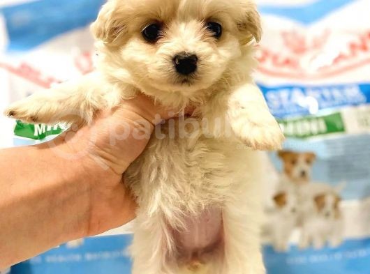 Evinizin Yeni Üyesi Maltipoo Yavrum görsel