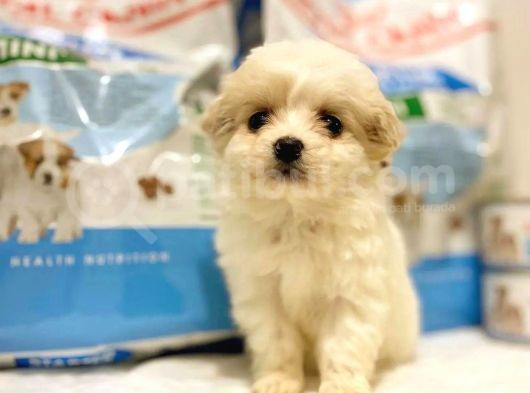Evinizin Yeni Üyesi Maltipoo Yavrum