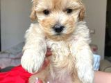 Toy Poodle Ayarında, Kıvırcık, Dişi Maltipoo Yavrumuz