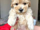 TOY Poodle Ayarında, kıvırcık, dişi Maltipoo yavrumuz