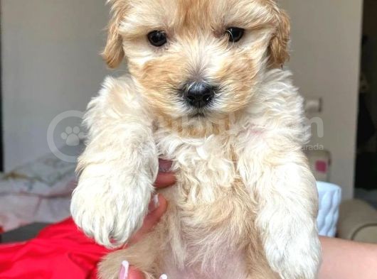 Toy Poodle Ayarında, Kıvırcık, Dişi Maltipoo Yavrumuz