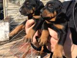A Kalite Safkan Doberman Yavruları
