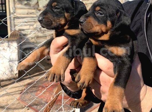 A Kalite Safkan Doberman Yavruları görsel