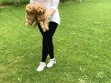 Vonalpet Garanti̇si̇yle Mükemmel Kali̇tede Poodle Yavrularimiz