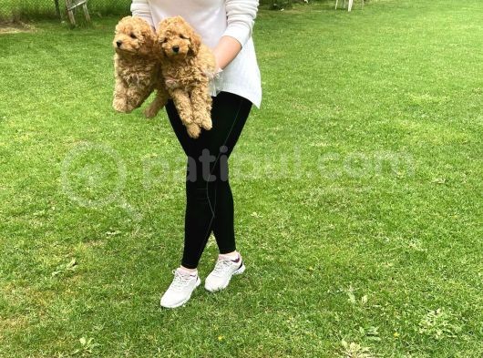Vonalpet Garanti̇si̇yle Mükemmel Kali̇tede Poodle Yavrularimiz görsel