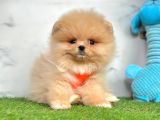 Safkan pomeranian boo yavrularımız