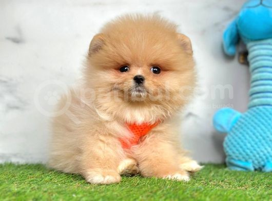 Safkan Pomeranian Boo Yavrularımız