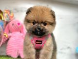 Safkan Pomeranian Boo Yavrularımız