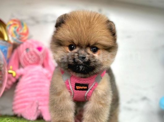 Safkan Pomeranian Boo Yavrularımız görsel