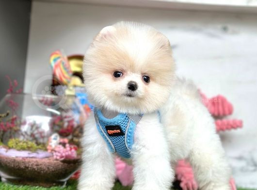 Safkan Pomeranian Boo Yavrularımız görsel