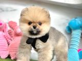 Safkan Pomeranian Boo Yavrularımız