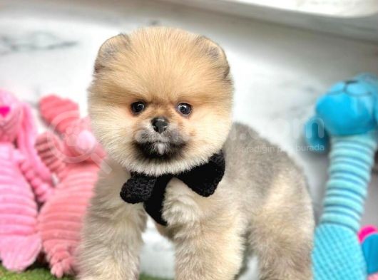 Safkan Pomeranian Boo Yavrularımız görsel