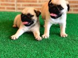 Muhteşem Güzellikte Basık Burun Gül Kuyruk Pug Yavrular
