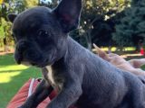 Vonalpet Garanti̇si̇yle Mükemmel Kali̇tede Blue  French Bulldog  Yavrularimiz