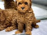 VONALPET GARANTİSİYLE MÜKEMMEL KALİTEDE POODLE YAVRULARIMIZ