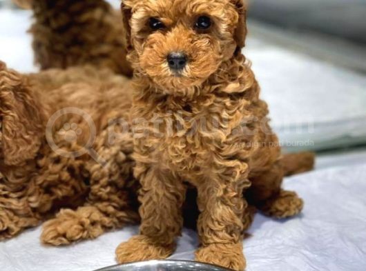 Vonalpet Garanti̇si̇yle Mükemmel Kali̇tede Poodle Yavrularimiz