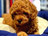 Vonalpet Garanti̇si̇yle Mükemmel Kali̇tede Poodle Yavrularimiz