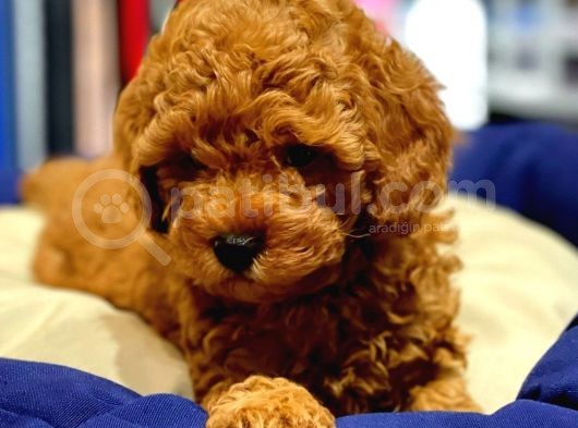 Vonalpet Garanti̇si̇yle Mükemmel Kali̇tede Poodle Yavrularimiz görsel