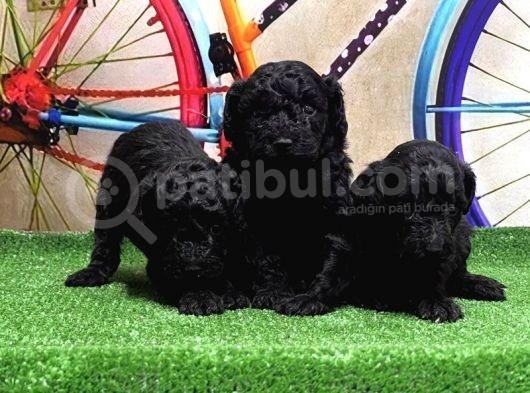 Resmi̇ Üreti̇ci̇den Si̇yah Toy Poodle Yavrular görsel