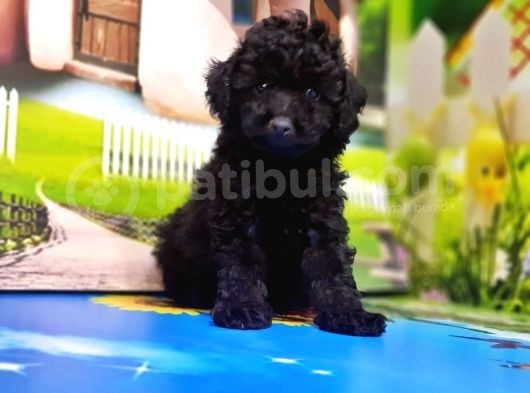 Mükemmel Kali̇tede Si̇yah Toy Poodle Yavru