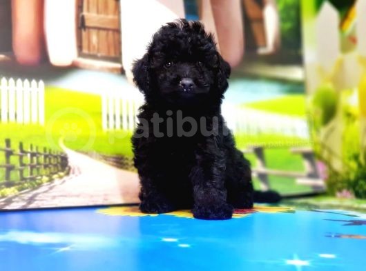 Mükemmel Kali̇tede Si̇yah Toy Poodle Yavru görsel
