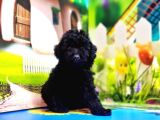 Mükemmel Kali̇tede Si̇yah Toy Poodle Yavru