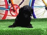 Resmi̇ Üreti̇ci̇den Si̇yah Toy Poodle Yavrular