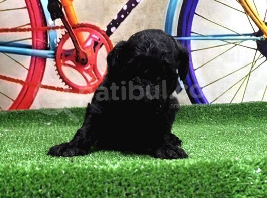 Resmi̇ Üreti̇ci̇den Si̇yah Toy Poodle Yavrular görsel