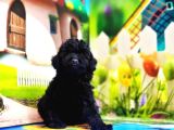 Mükemmel Kali̇tede Si̇yah Toy Poodle Yavru