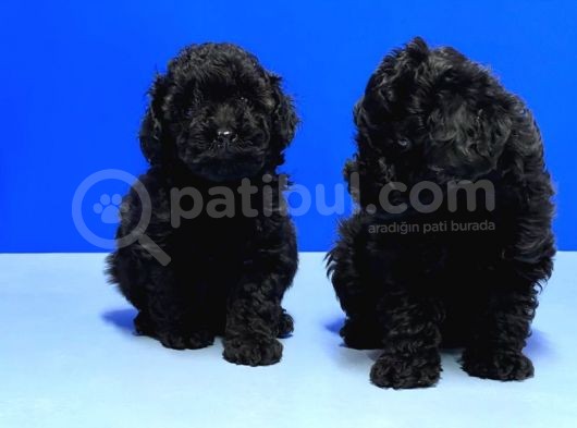 Irk Ve Sağlik Garanti̇si̇ İle Si̇yah Toy Poodle Yavrular görsel