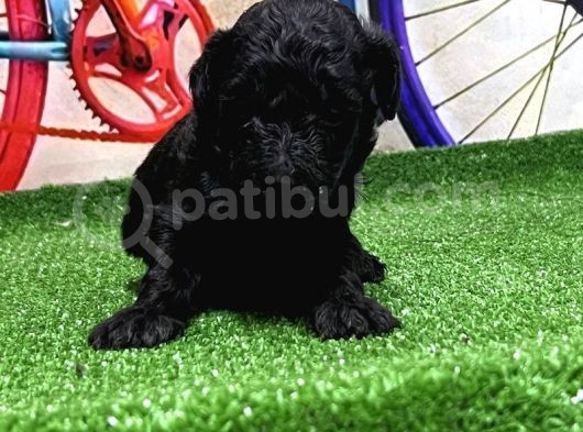Resmi̇ Üreti̇ci̇den Si̇yah Toy Poodle Yavrular görsel