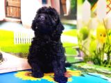 Mükemmel Kali̇tede Si̇yah Toy Poodle Yavru